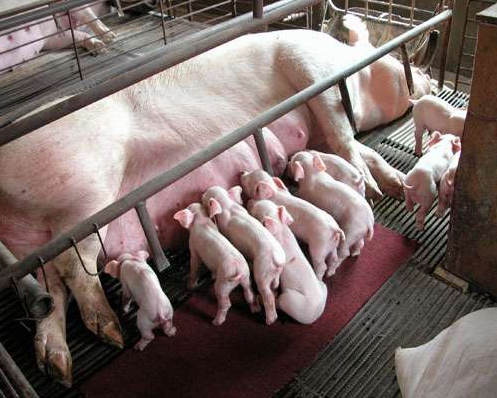 高温对母猪的影响及营养需要