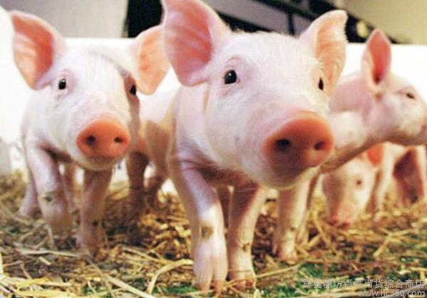 农业部发出警告：猪价上涨动力正在减弱!